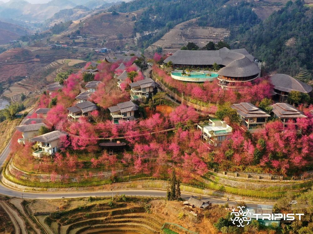 Tripist - Garrya Mu Cang Chai (1)